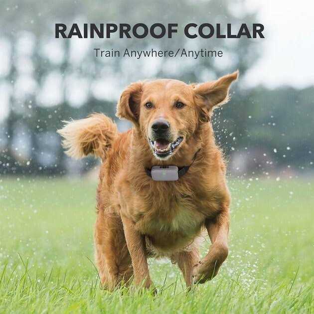 Dog Training System H171552