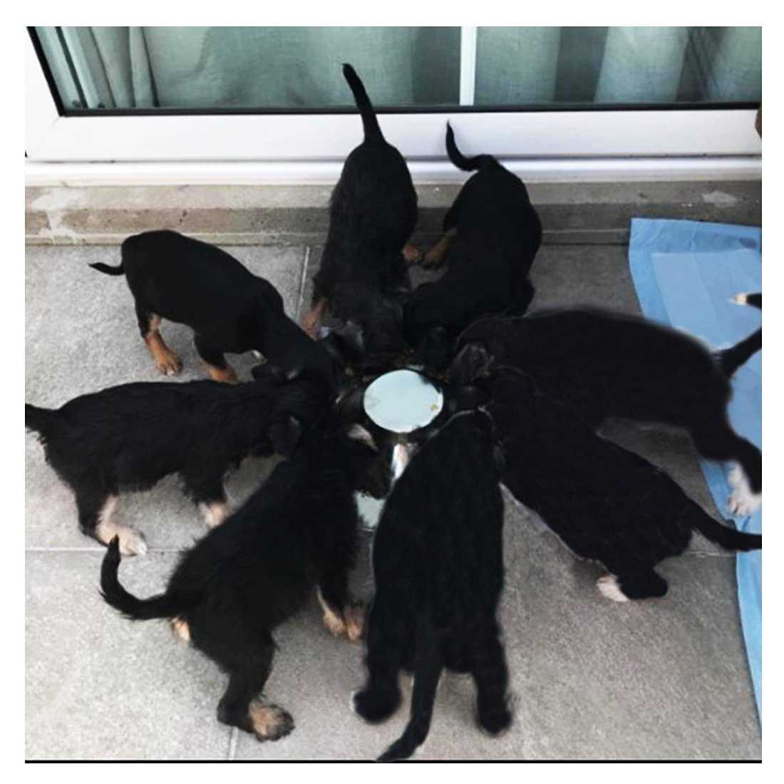 Puppy Feeding Bowls for Small Dogs C78146