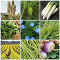 5 lb Non-GMO Cover Crop Seed Mix Z737