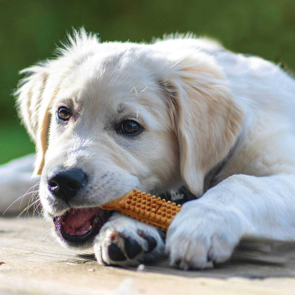 Turkey and Sweet Potato Dental Dog Treats E437245