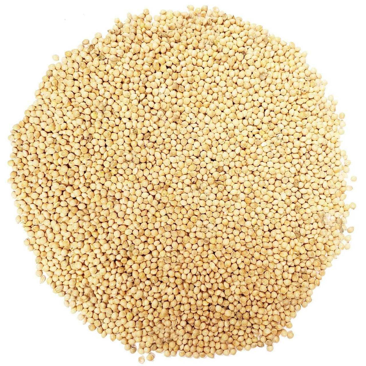 White Proso Millet Wild Bird Food, 50-Pound H6653