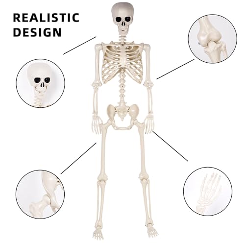 5.4 ft Life Size Posable Plastic Skeleton Y22234