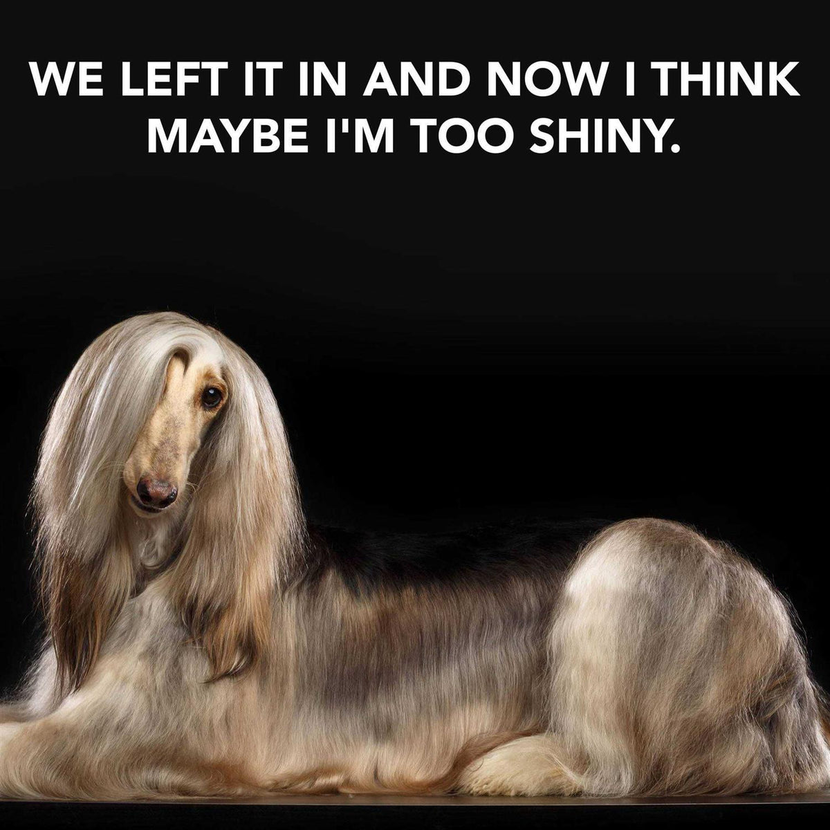 Leave in Conditioner Treatment for Dogs W811