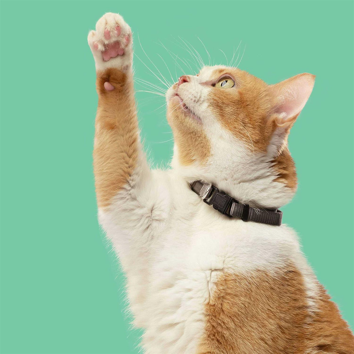 Chicken with Lentils & Salmon Dry Cat Food T12285