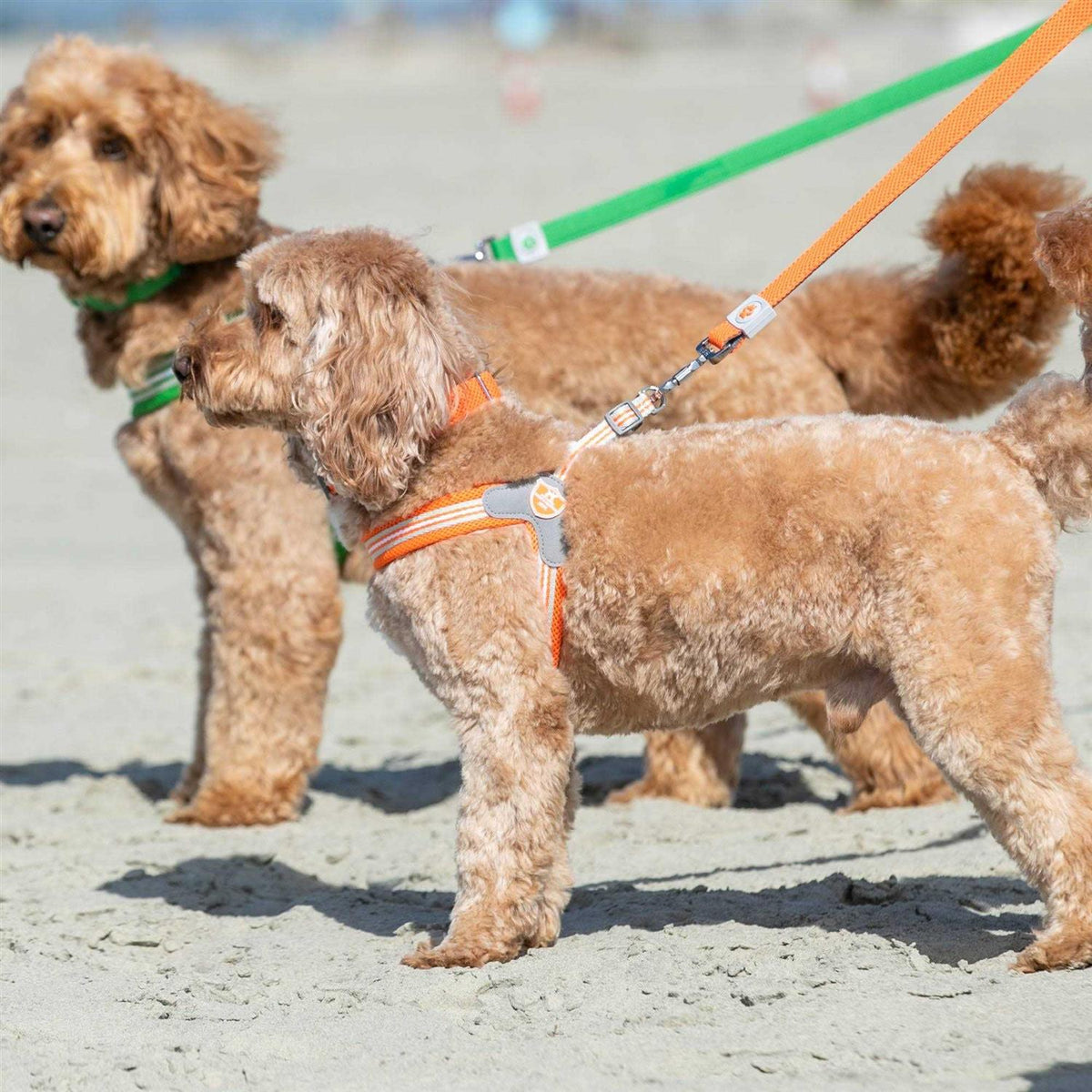 Dog Harness R4774