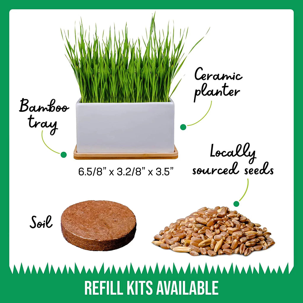 Organic Cat Grass Growing Kit with Seed Mix, Soil and Ceramic Planter H55793