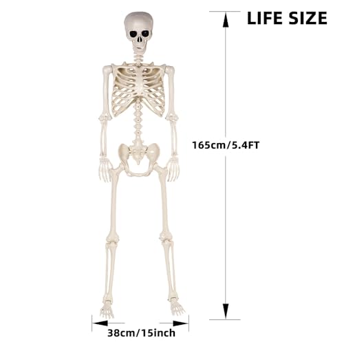 5.4 ft Life Size Posable Plastic Skeleton Y22234