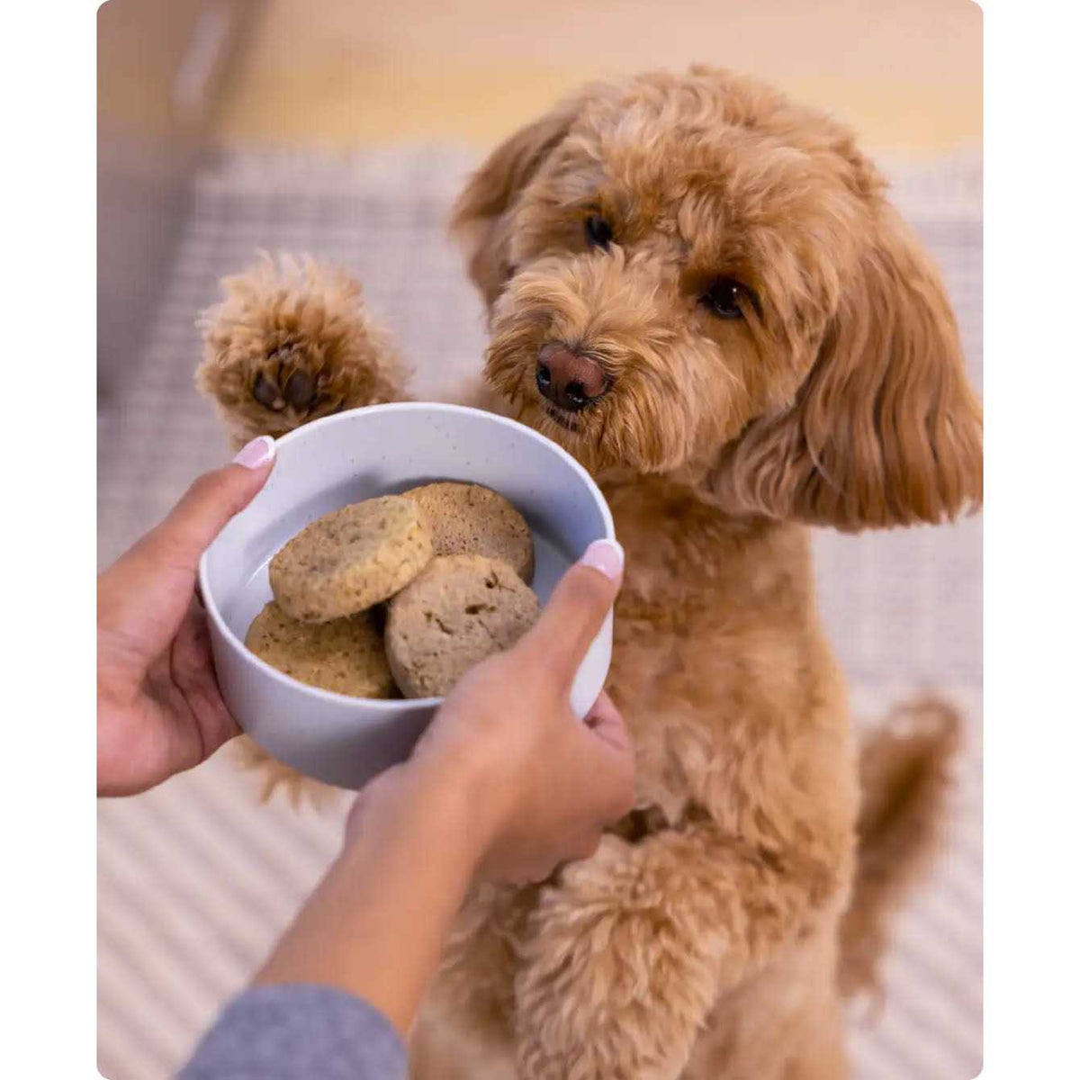 Freeze Dried Raw Patties Dog Food G18871