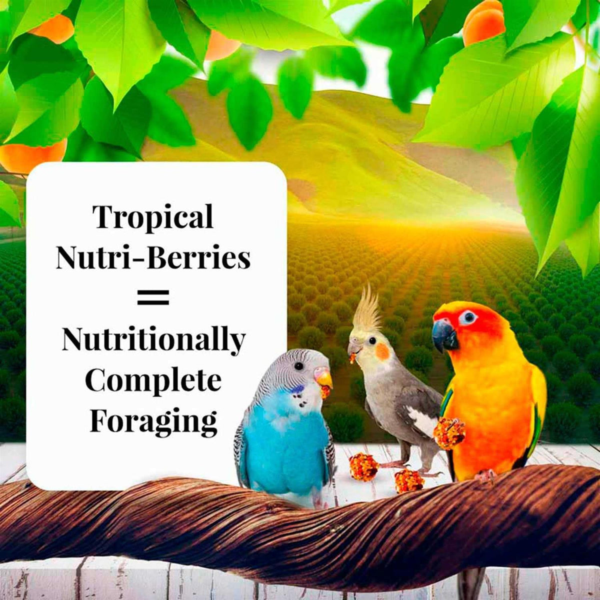Sunny Orchard Pet Supplies T82969