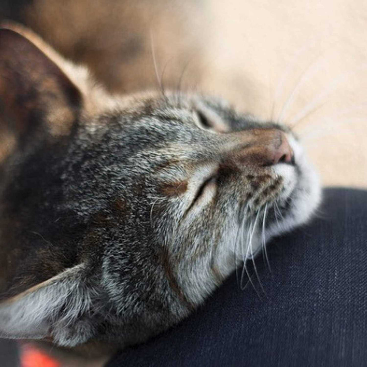 Catnip Spray I8643