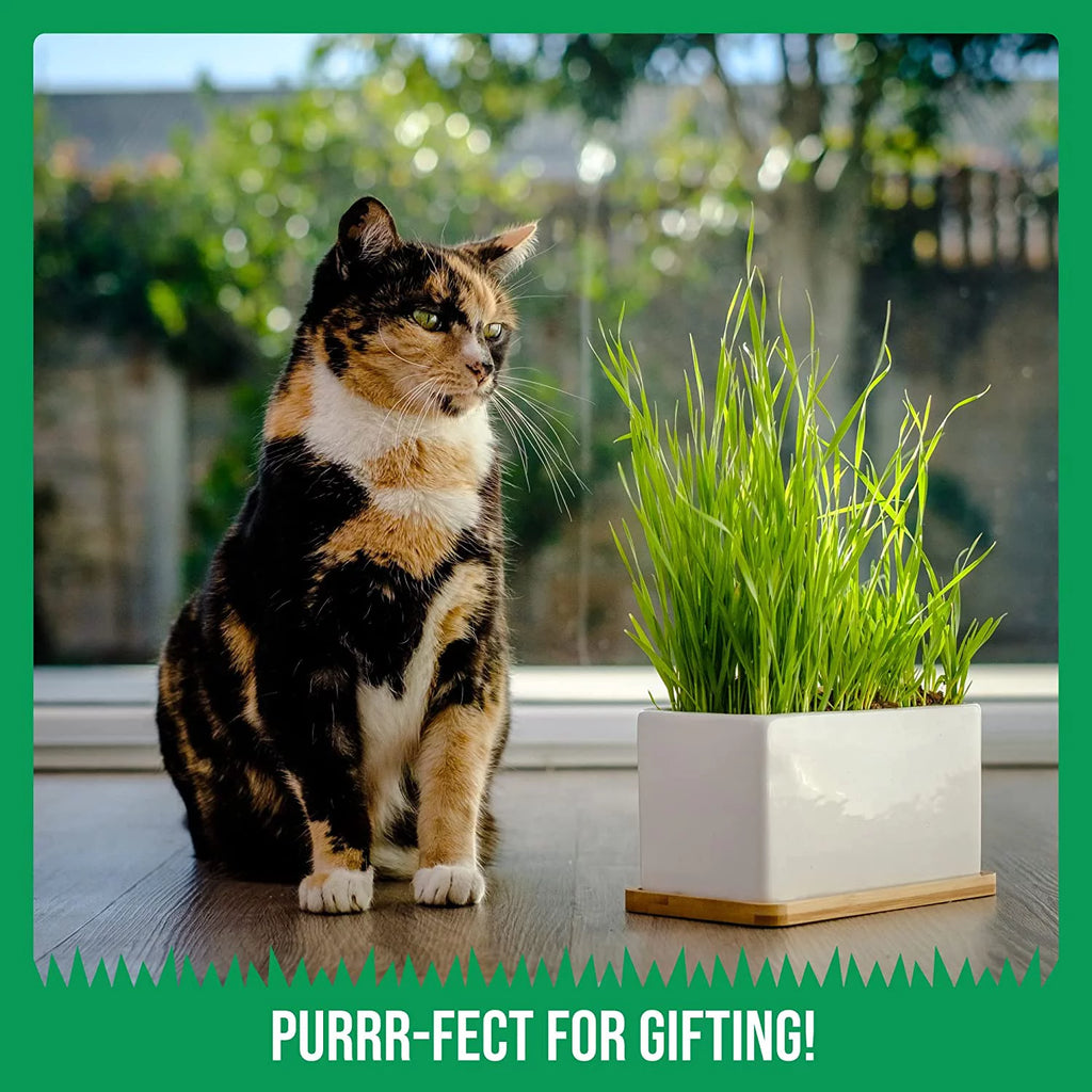 Organic Cat Grass Growing Kit with Seed Mix, Soil and Ceramic Planter H55793
