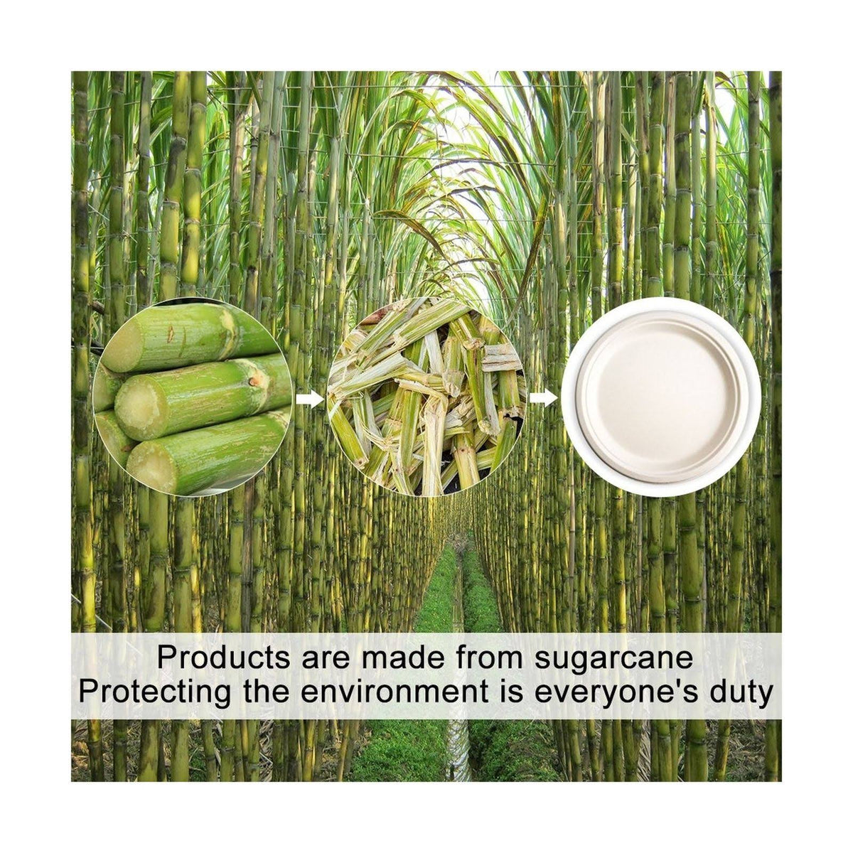 Tree Free Bagasse Paper Plate 500 Counts Disposable S774