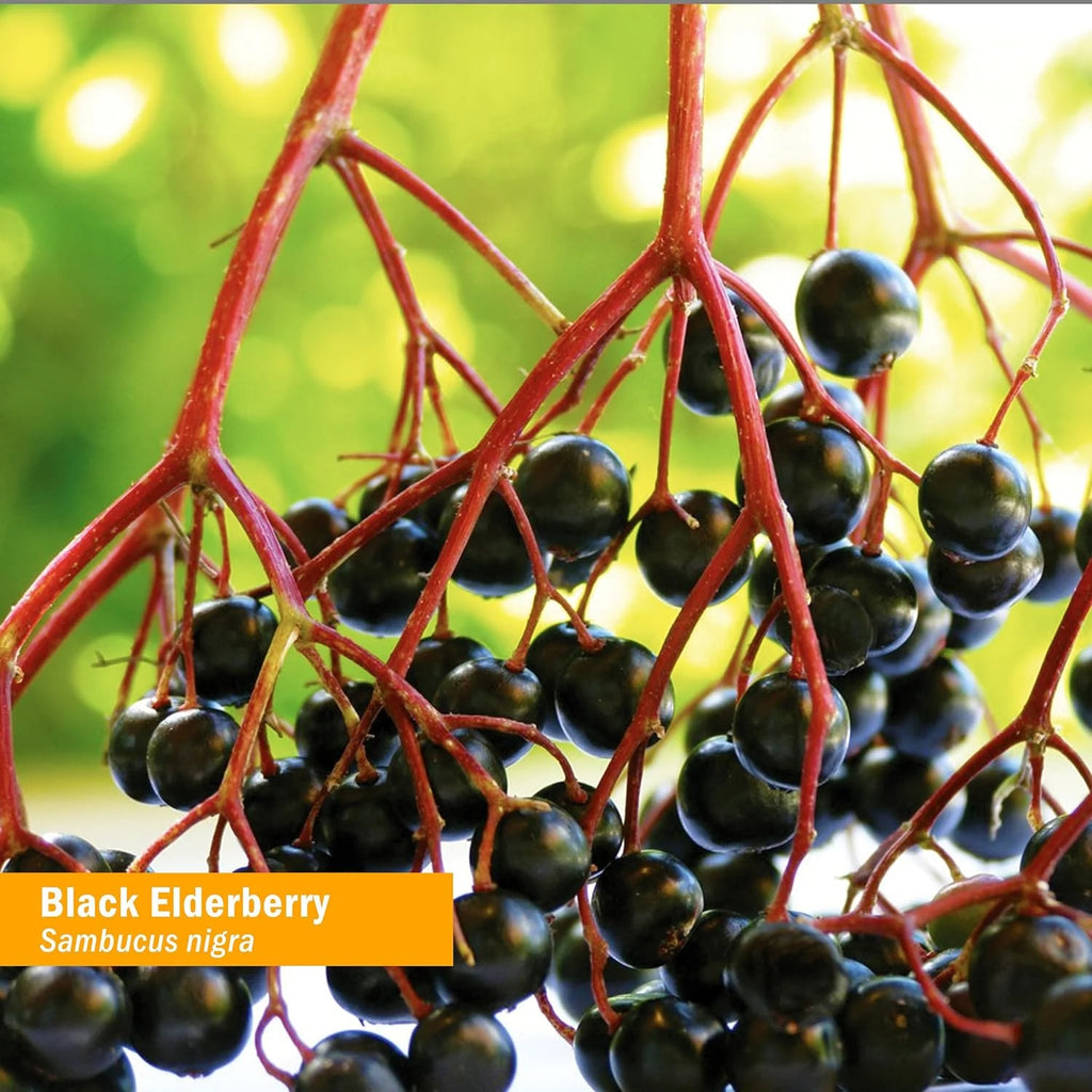 Organic Black Elderberry Liquid Extract 1 Oz Z25746