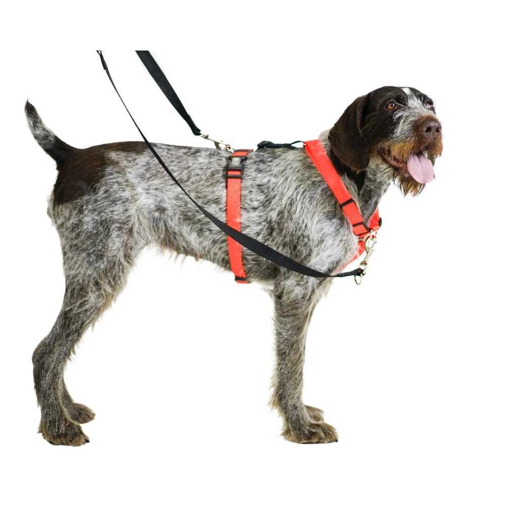 Buckle-Neck No-Pull Dog Harness S129
