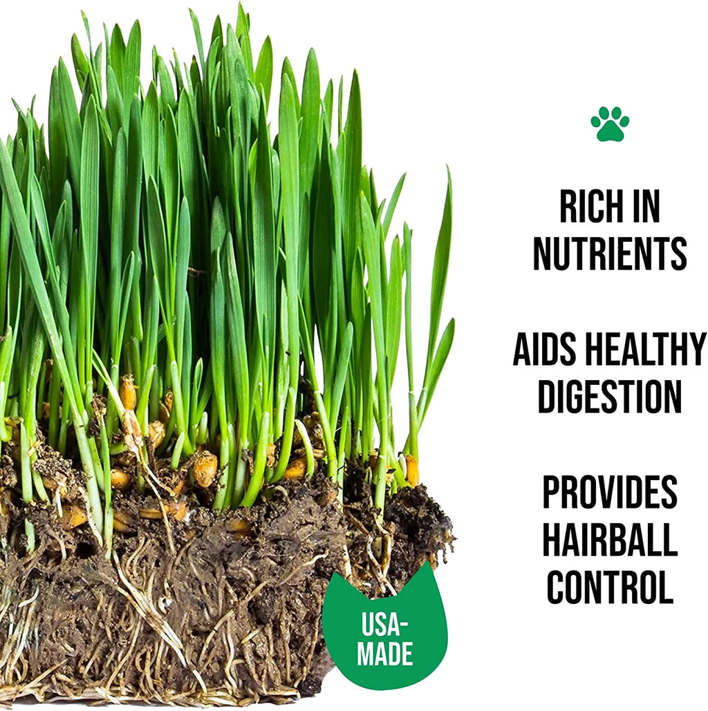 Organic Cat Grass Growing Kit with Seed Mix, Soil and Ceramic Planter H55793