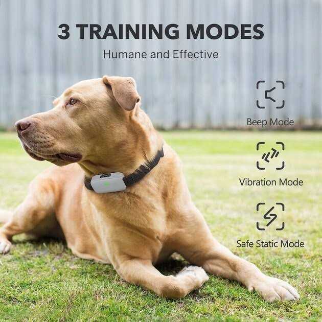 Dog Training System H171552
