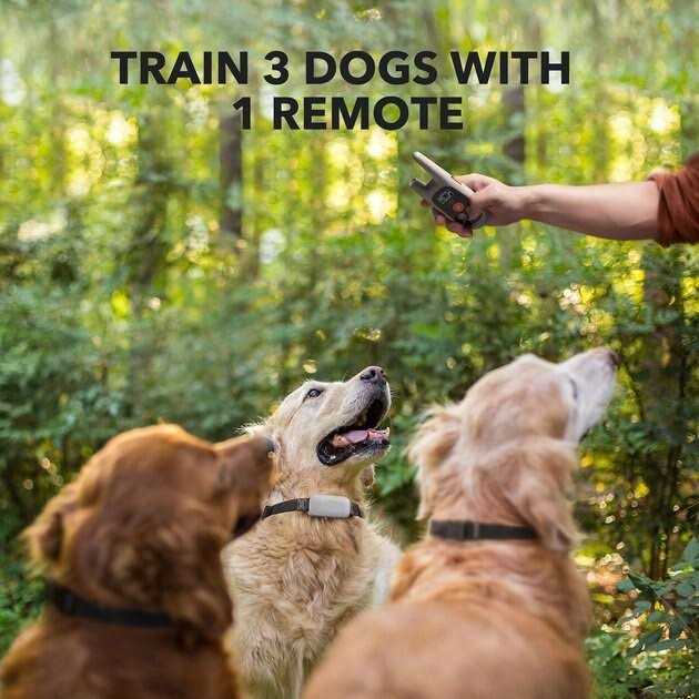 Dog Training System H171552