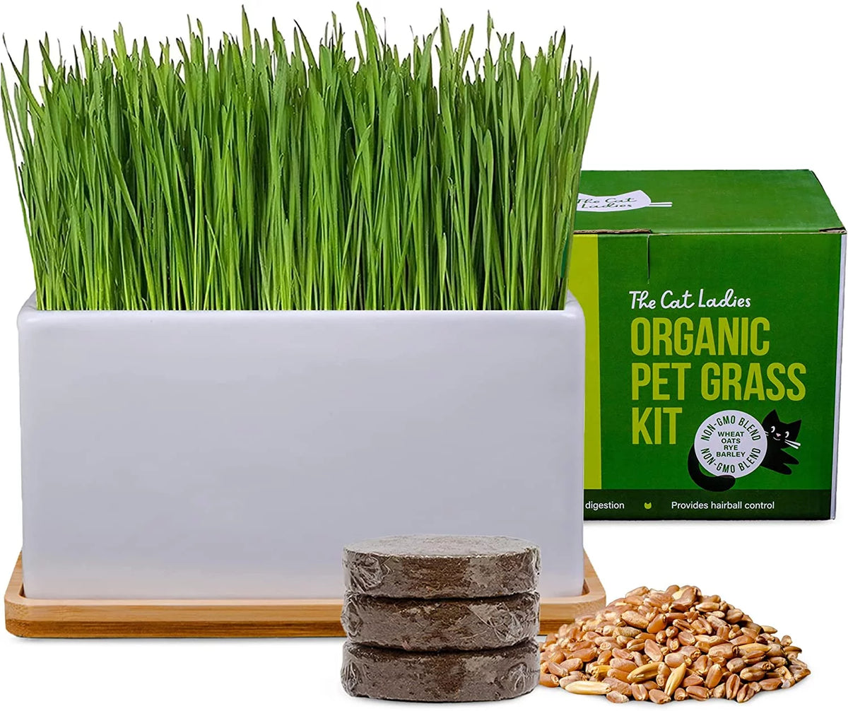 Organic Cat Grass Growing Kit with Seed Mix, Soil and Ceramic Planter H55793