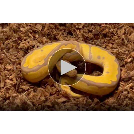 Coarse Coconut Husk Reptile Bedding I94555